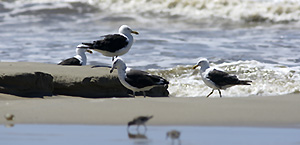 Kelp gull